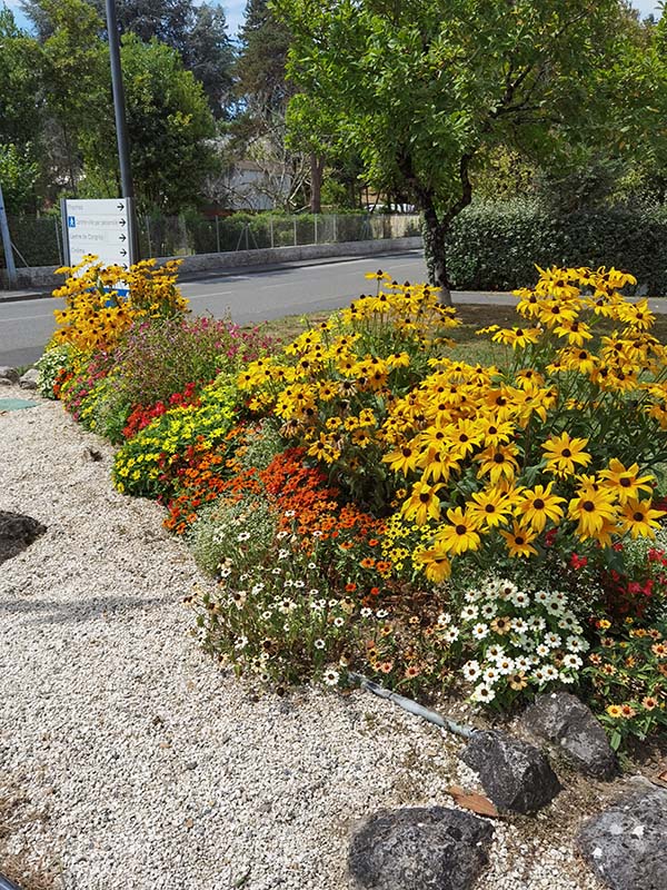 Rudbeckia fulgida var speciosa